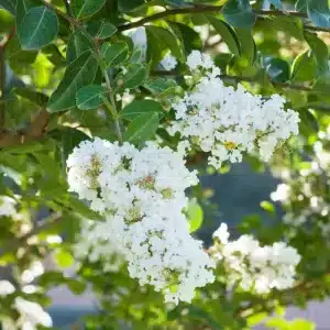 Acoma Crape Myrtle