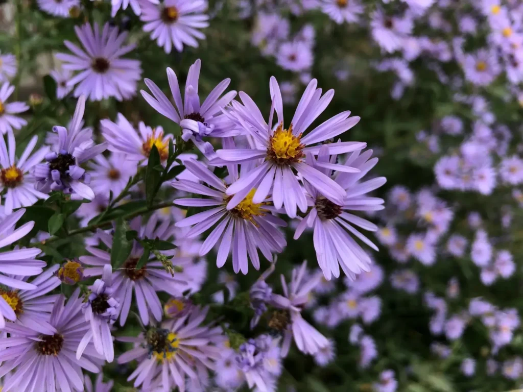 Aster Flower
