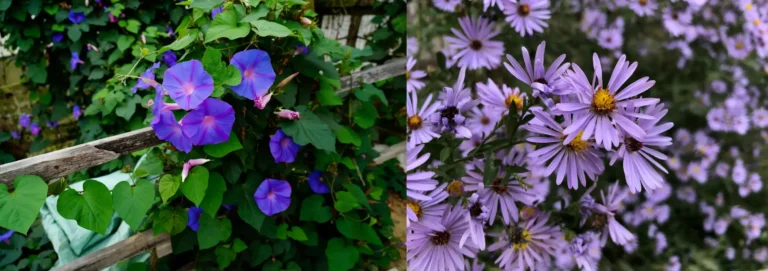Aster and Morning Glory