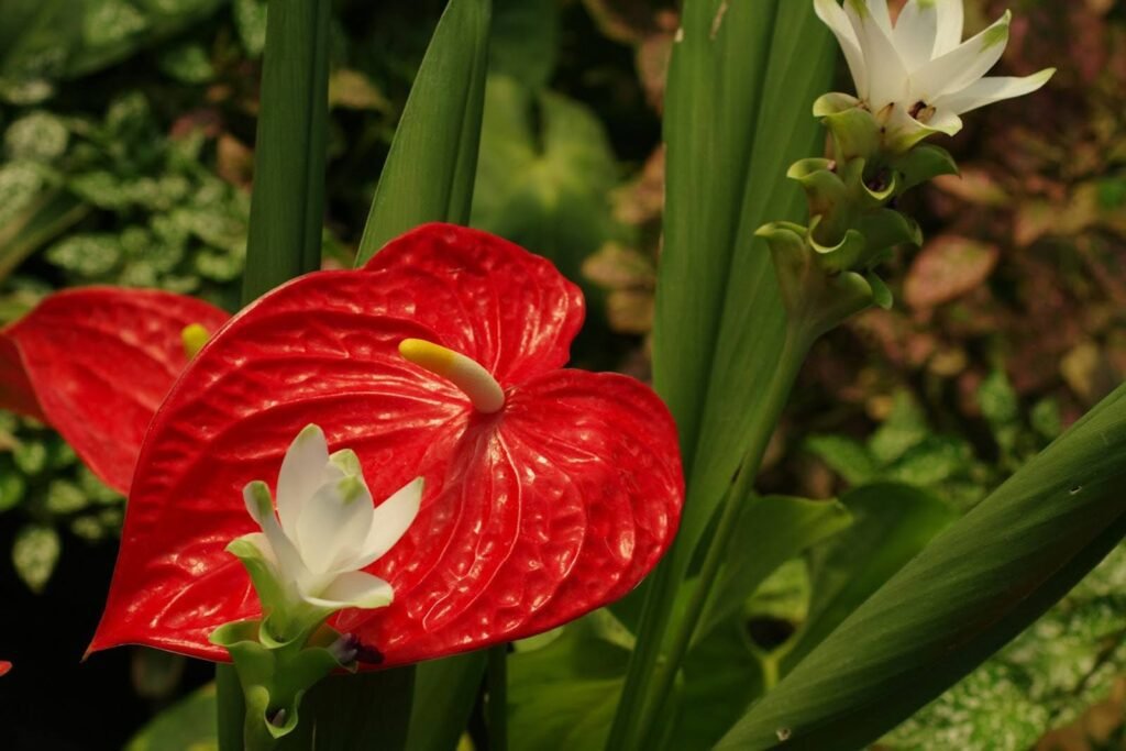 August Birth Flower
