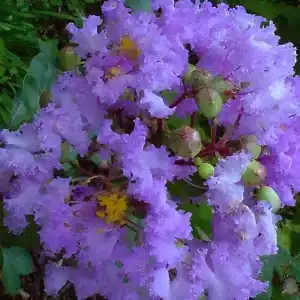 Cordon Bleu Crape Myrtle