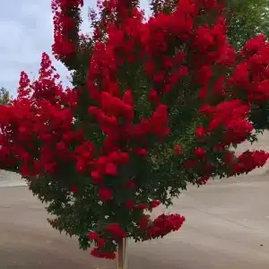 Carolina Red Dwarf Crape Myrtle