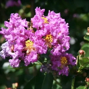 Catawba Crape Myrtle – Rich Purple Blooms for Vibrant Landscapes