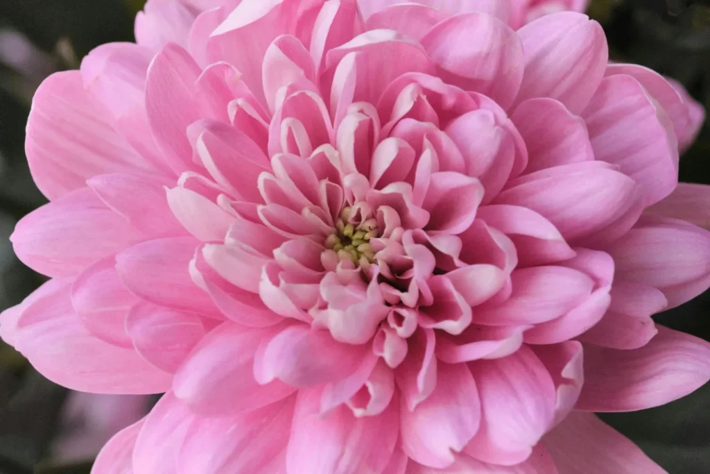 Chrysanthemum