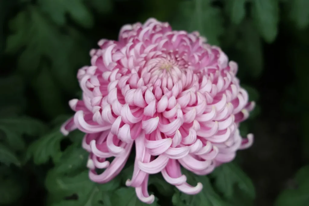 Chrysanthemum Flower