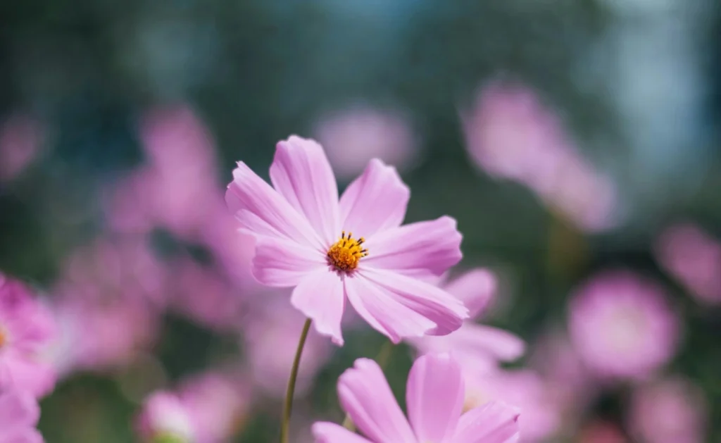 Cosmos Flower