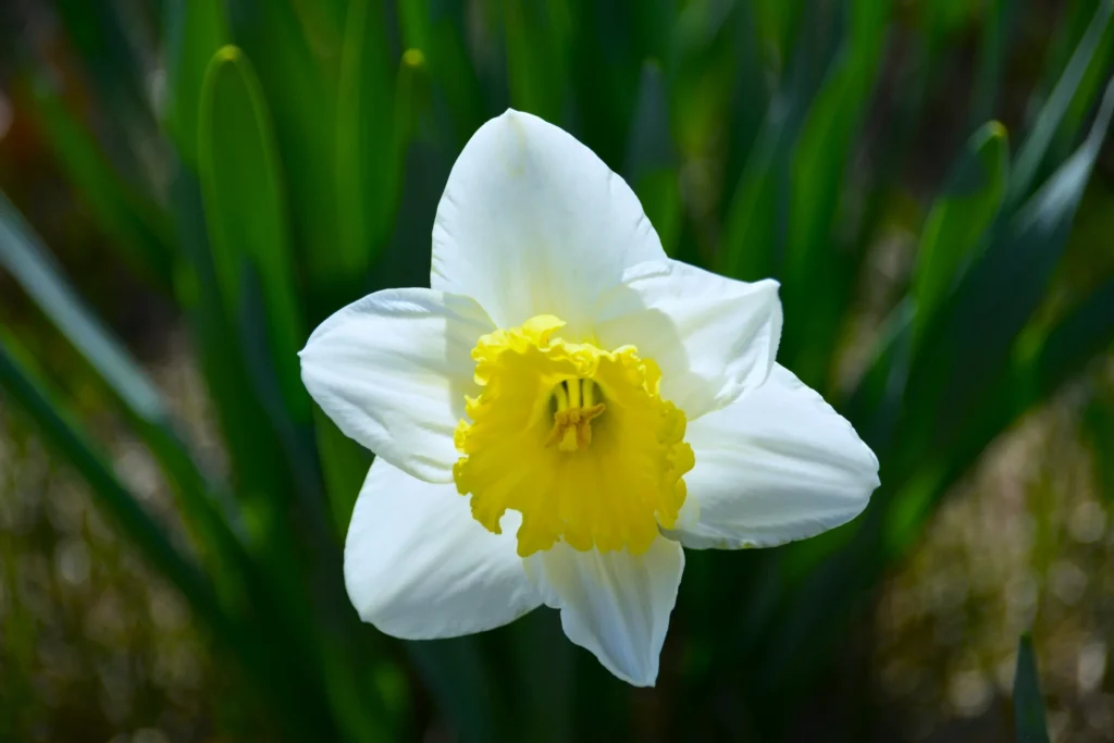 Daffodil flowers