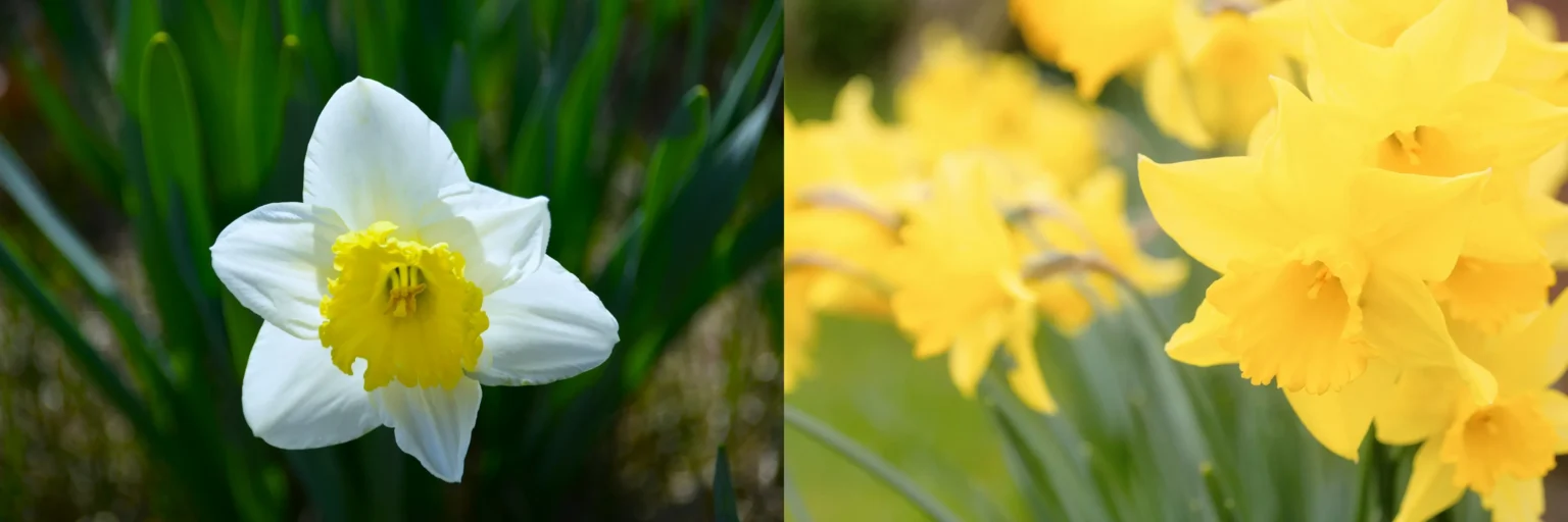 Daffodils and Jonquils