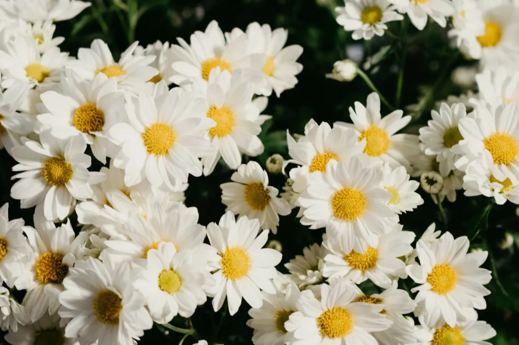 Daisy Flowers
