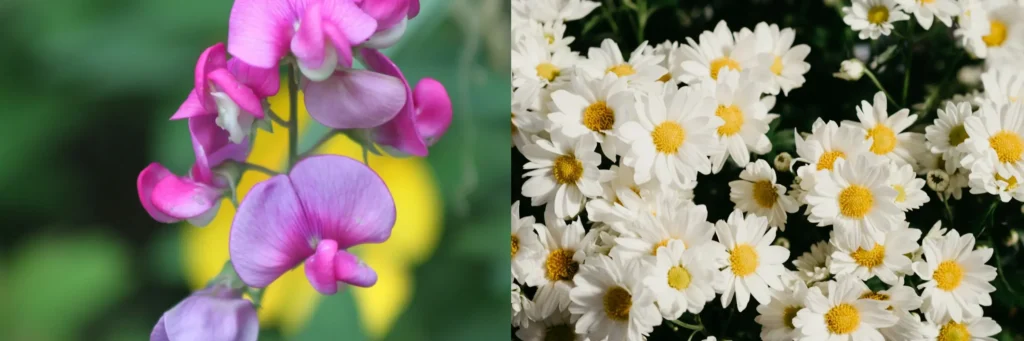 Daisy and Sweet Pea