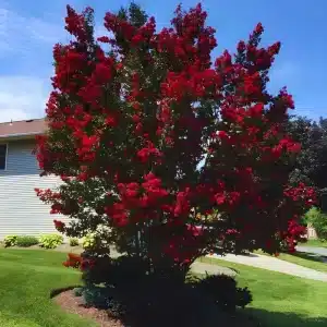 Dallas Red Dwarf Crape Myrtle