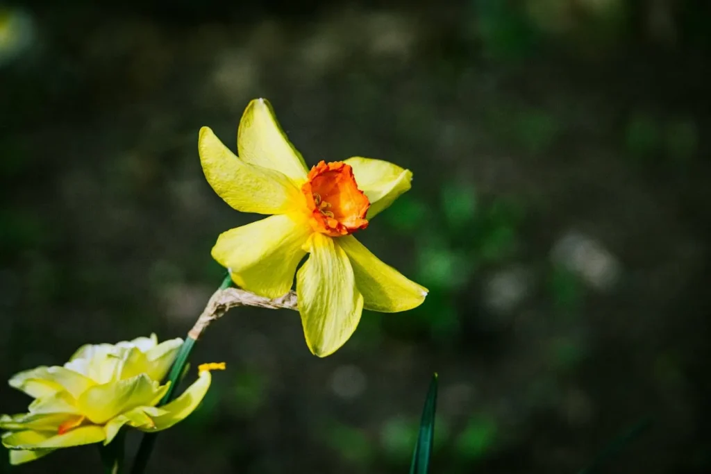 December Birth Flower