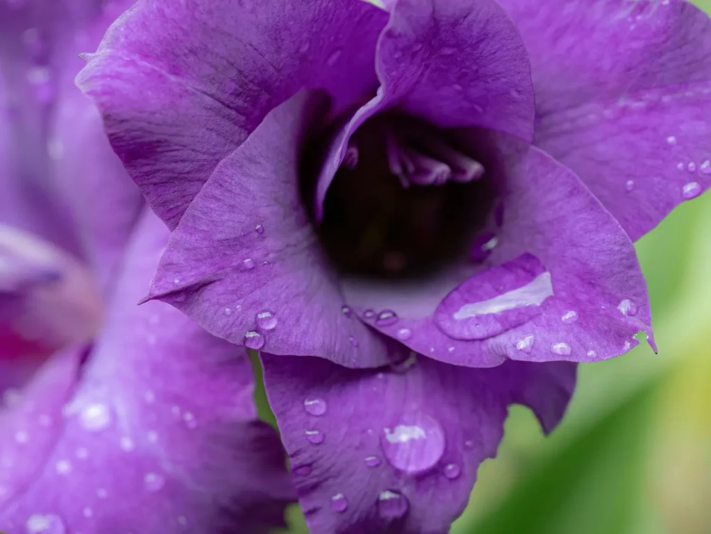 Gladiolus Flower