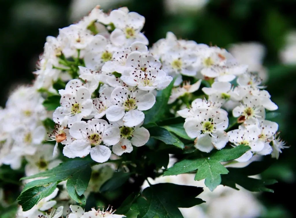 Hawthorn Flower
