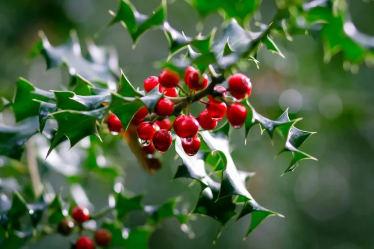 Holly December Red Berry