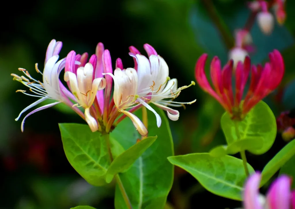 Honeysuckle