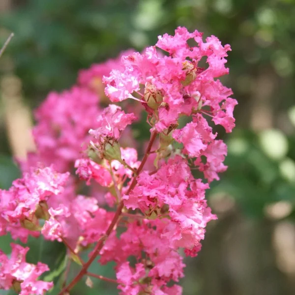 Hopi Crape Myrtle – Compact Pink Tree | Zoned Garden