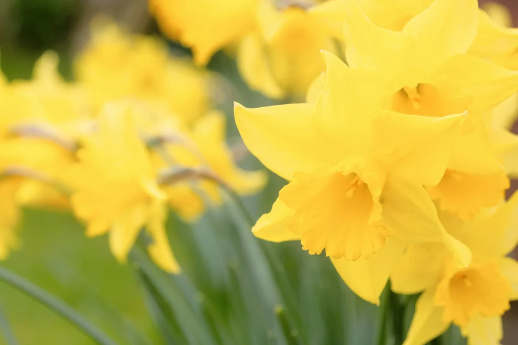 Jonquil flowers