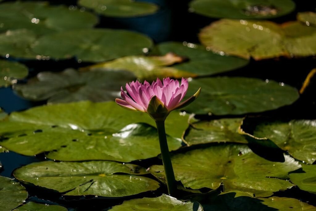 July Birth Flower