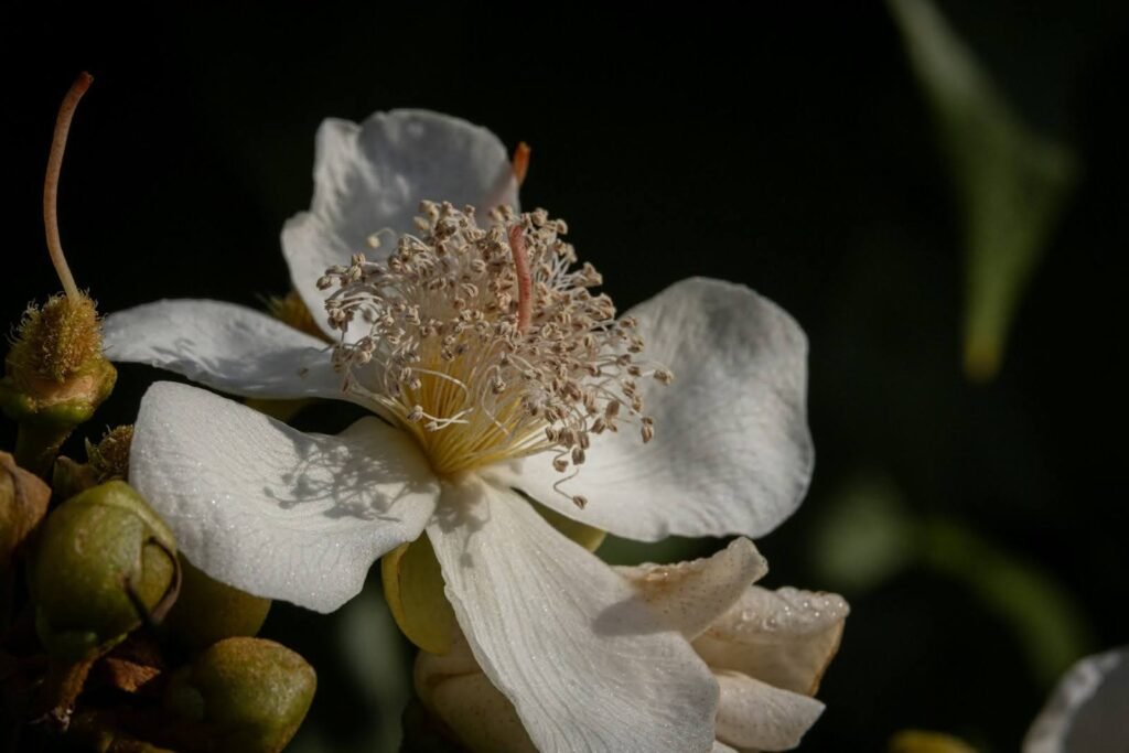 June Birth Flower