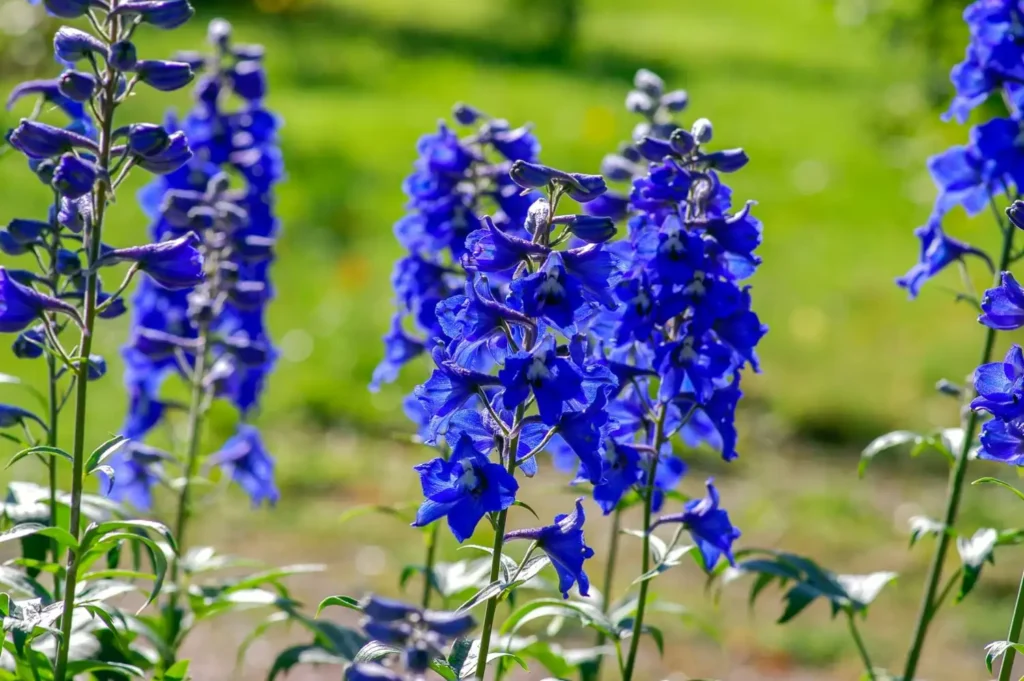 Larkspur