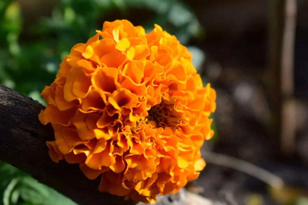 Marigold Flower