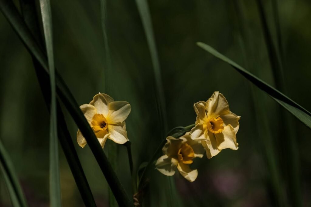May Birth Flower
