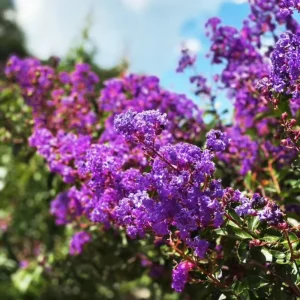 Miss Sandra Crape Myrtle