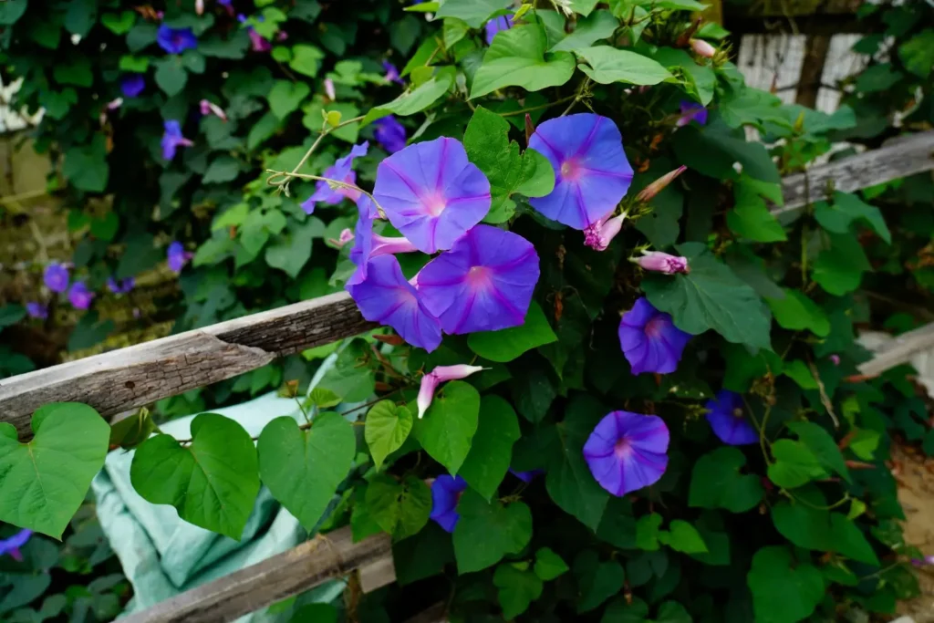 Morning Glory
