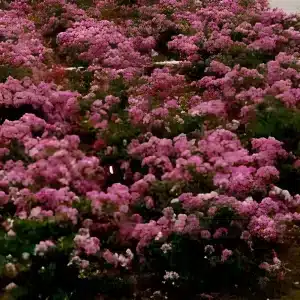 New Orleans Crape Myrtle