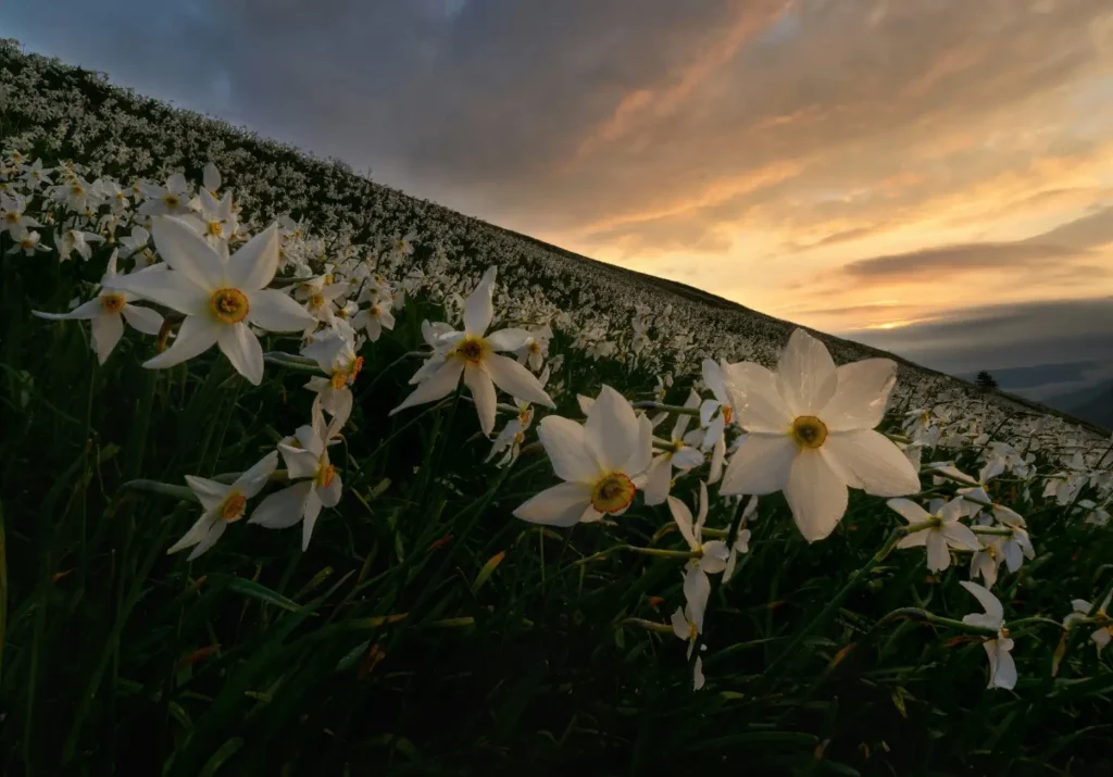Narcissus