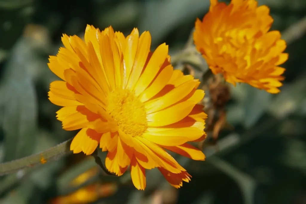 October Birth Flower
