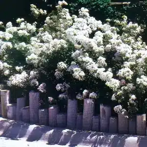 Pixie White Crape Myrtle