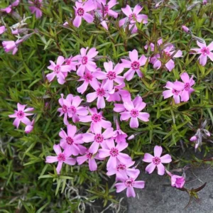 Phlox Subulata Rosendorfer Beauty | Stunning Spring Ground Cover