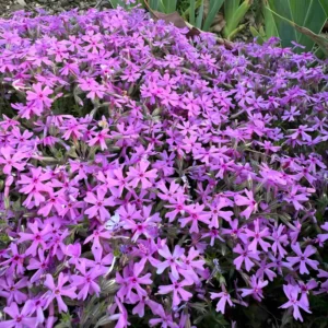 Phlox subulata ssp. brittonii