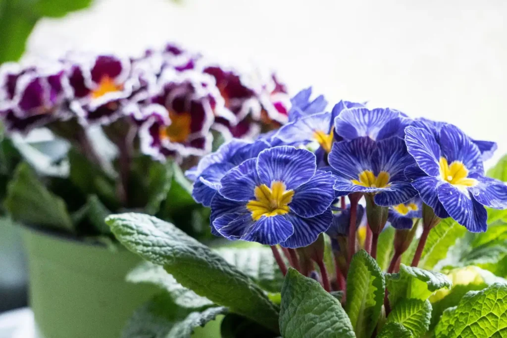 Primrose