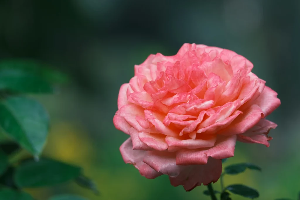 Rose - June Birth Flower