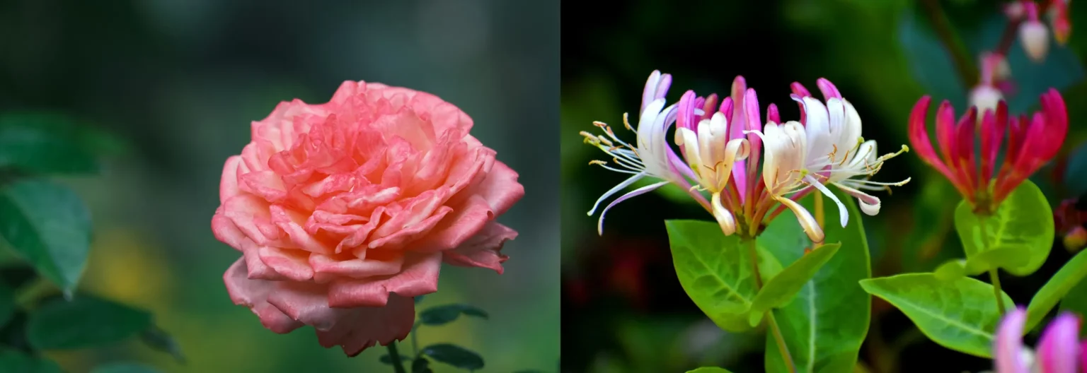 Rose June's Iconic Birth Flower and Honeysuckle
