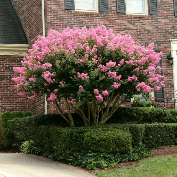 Sioux Crape Myrtle – Vibrant Pink Blooms & Hardy Ornamental Tree - Image 3
