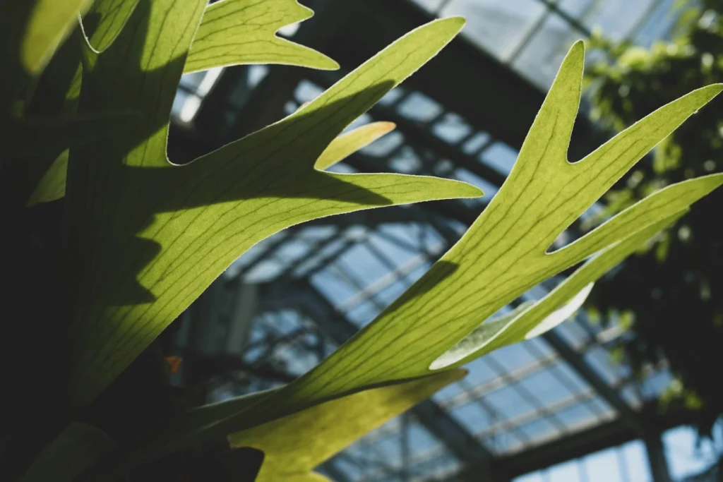 Staghorn Fern Care
