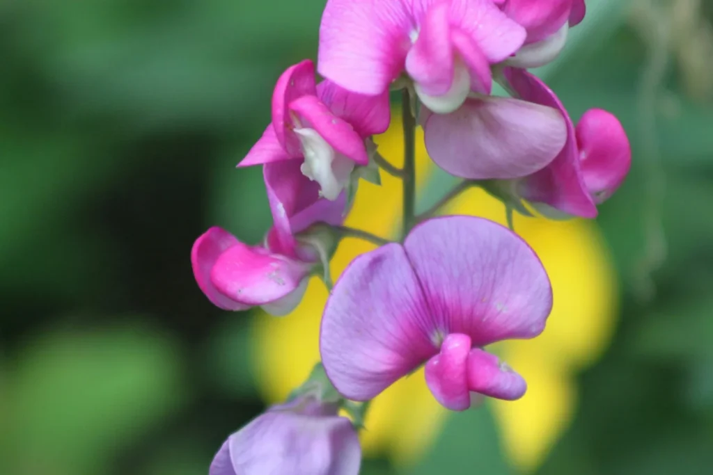 Sweet Pea Flowers