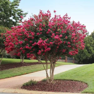Tonto Crape Myrtle – Deep Red Flowering Tree