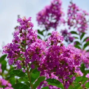 Twilight Crape Myrtle – Striking Lavender-Purple Blooms