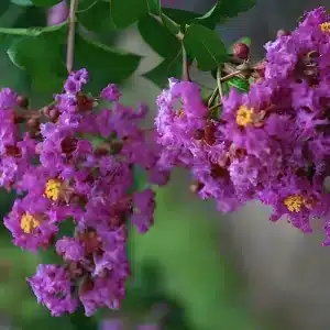 Mardi Gras Crape Myrtle