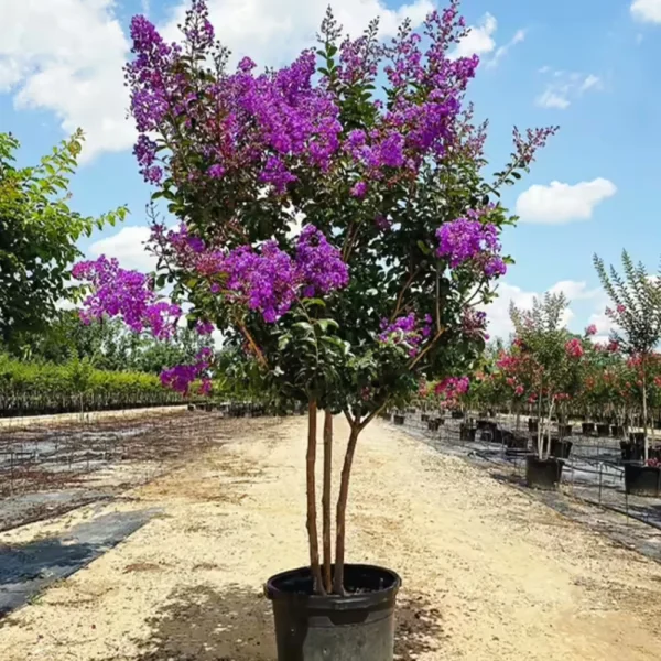 USA Miss Sandra Crape Myrtle