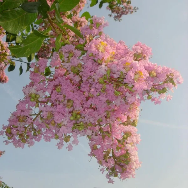 Sioux Crape Myrtle – Vibrant Pink Blooms & Hardy Ornamental Tree - Image 2