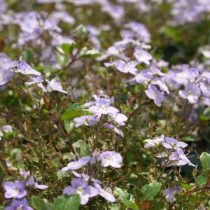 Veronica peduncularis ‘Waterperry Blue’