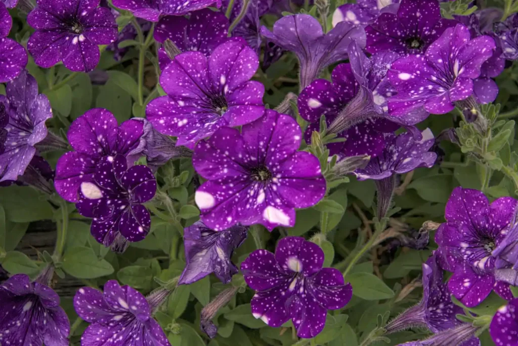 Violet Flowers