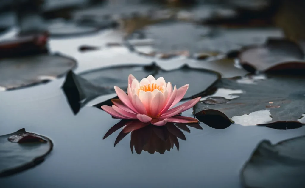 Water Lily