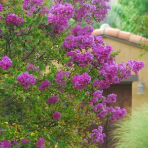 Zuni Crape Myrtle